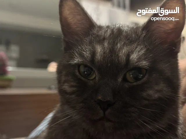 قطه سكوتش للبيع