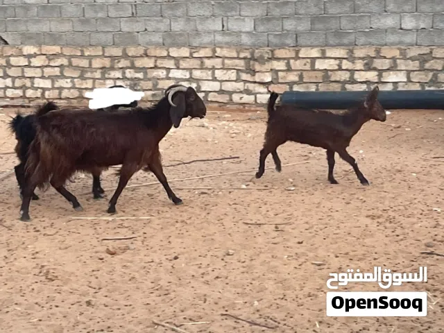عنز حليب عشره تحتها عناق ماشاء الله مد وعلو وحجم