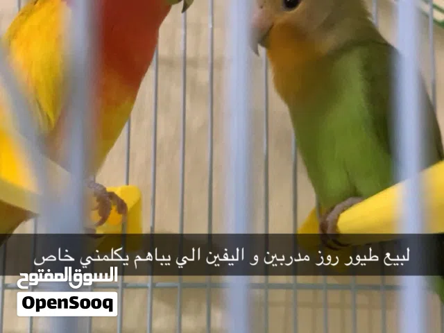 طيور روز مدربين