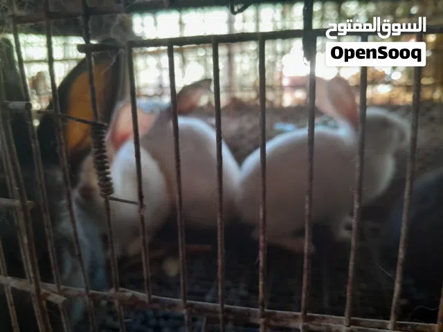 كوم ارانب فرنسي واهجين