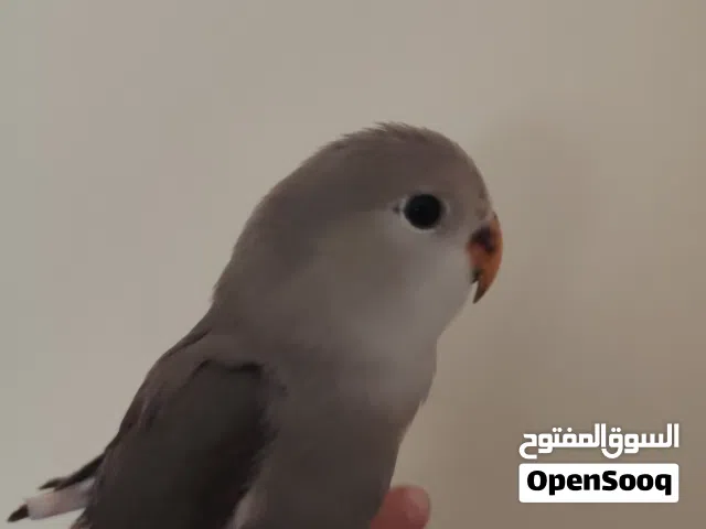 فرخ روز مفطوم لون مميز جدا