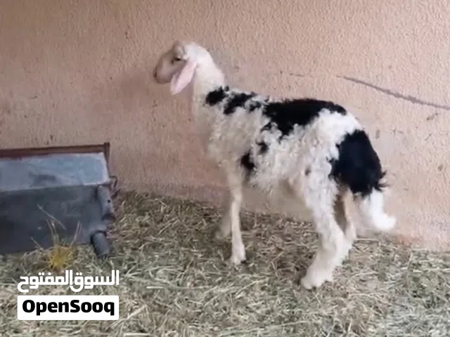كبش نجدي صحه ممتازه