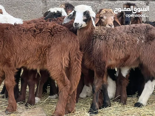 كبشان مكرانيات سمان ما شاء الله حلال نظيف للتربيه وللذبح جاهزات أحجام وأوزان طيبه كل شي سليم