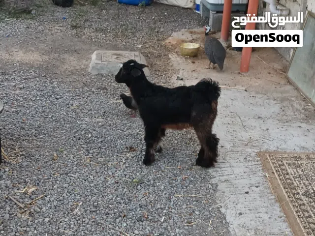 سخله للبيع عمرها قريب ال3 شهور تقريبا ب38 نهاية