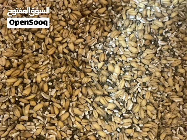 للبيع بر عماني عبري