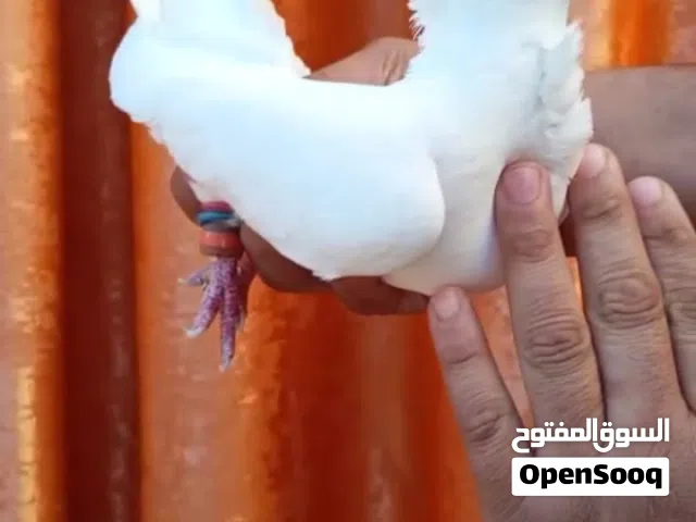 ثلث اجواز وفحل طير حمام صلاة النبي
