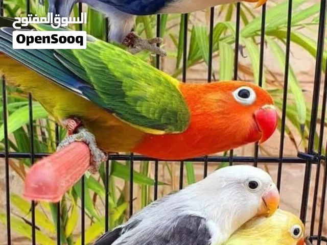 محل طيور في العقبه