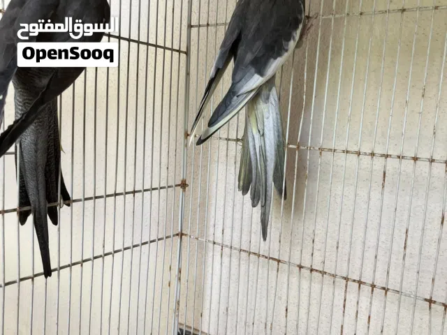 كوكتيل للبيع