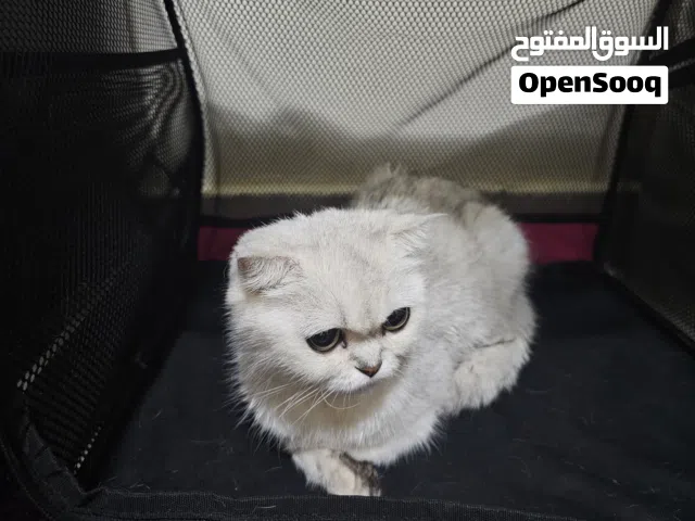 قطه سكوتش فولد مع أبنائها للبيع