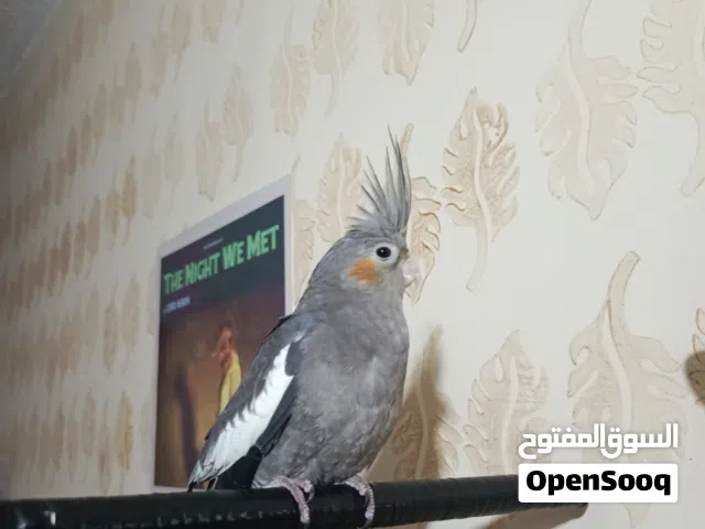 طيور كوكتيل للبيع    والتفاصيل بالوصف .