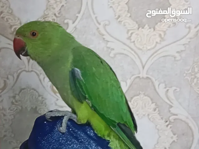 درى انثى