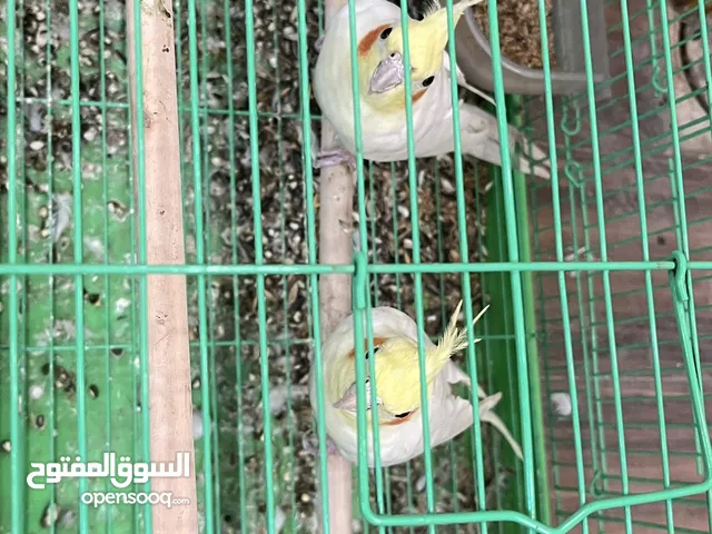 ببغاء كوكتيل