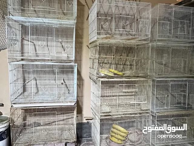 اقفاص للبيع cage ومتو نيبالي