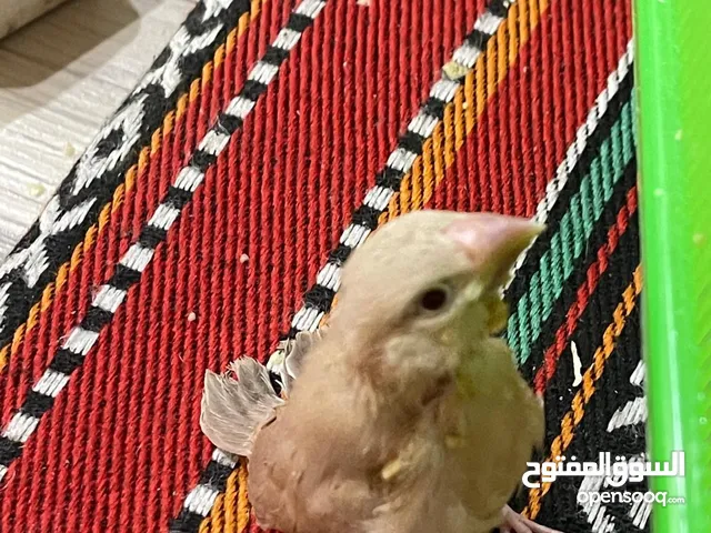 فروخ جاوا نهاية عس