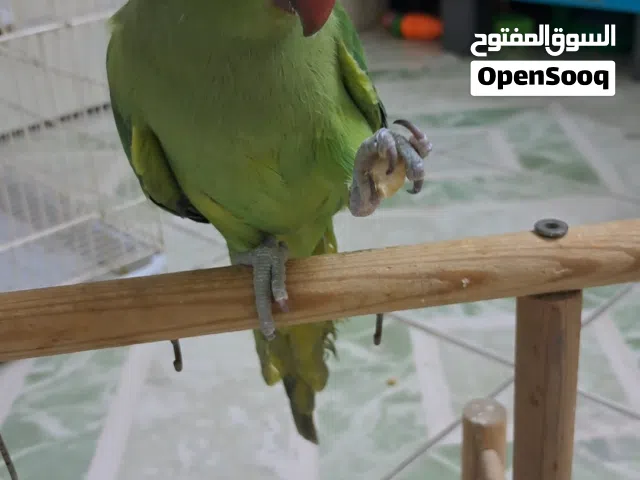 Young ringneck