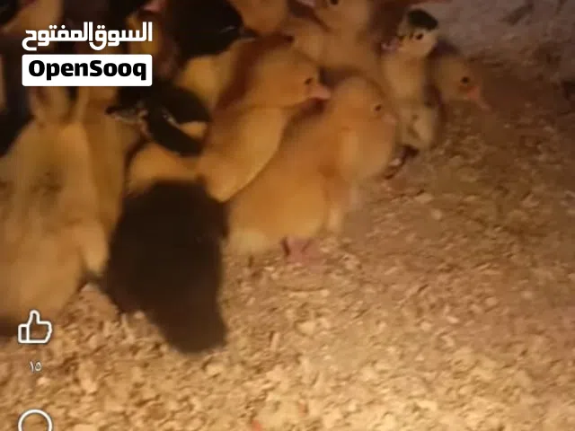 بسم الله ماشاء الله  متوفر تقريبا 100صوص بط عمر اسبوع