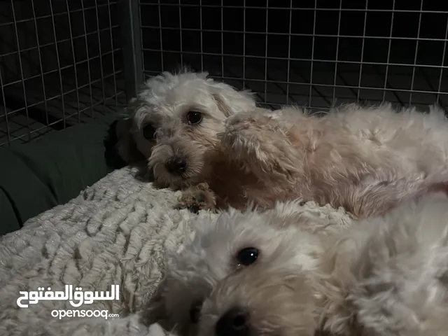 جراء نوع Bichonpoo