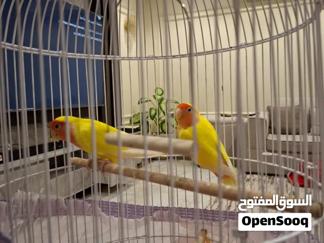 2 طيور الحب مع أكل و قفص