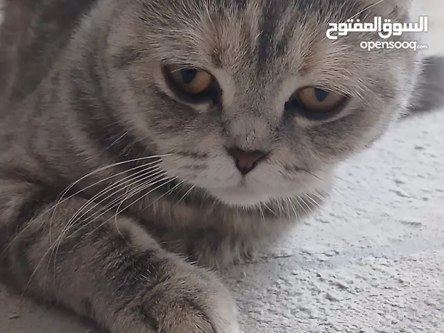 السكوتش فولد (Scottish Fold)