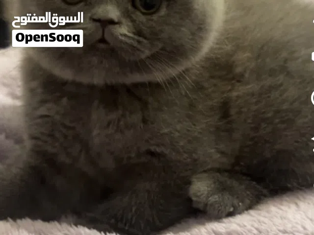 للبيع كتن عمرها شهر ونص مع كامل اغراضها55