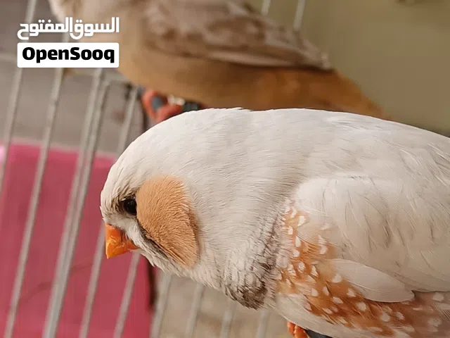 حجم مكس منتجات مع الملحقات