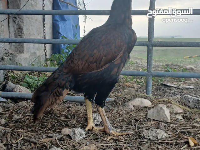دجاجه ميوالي