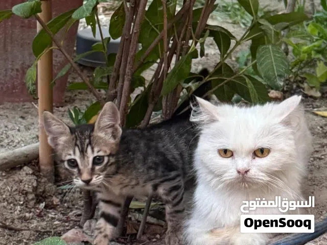 قطط أليفة جدا للتبني