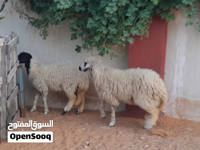 2فطايم وطنيات خوات توميات ربي يبارك عمرهم ف8شهور سليمات من العيوب والامراض