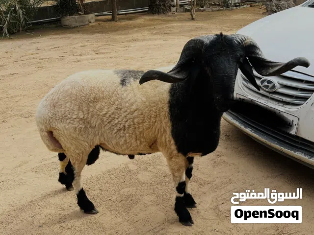 غنم تني ربي يبارك