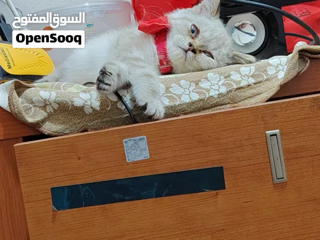 السلام عليكم ورحمة الله وبركاته مرحبآ أخوة تابعو واصف الإعلان