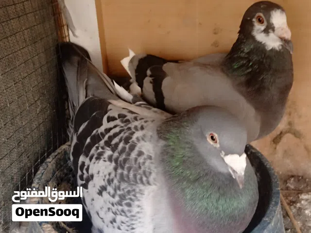 السلام عليكم متاح زوجين زواجل مكاني البصره ابي الخصيب