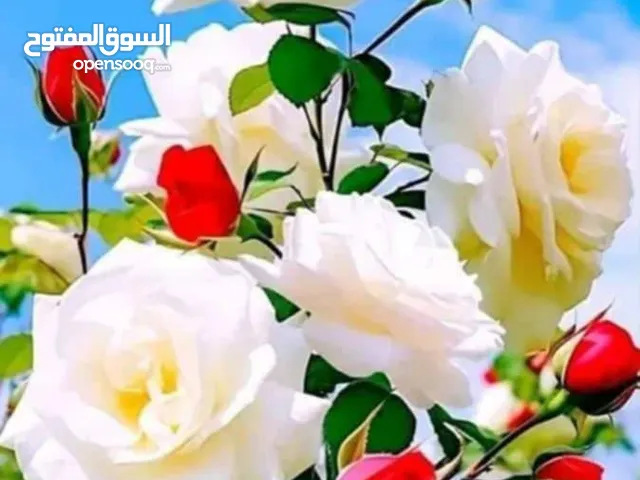 خضار وفواكه فريش