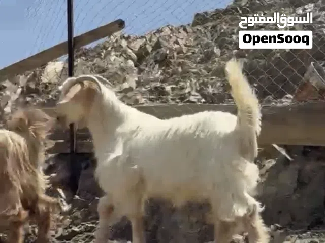 للبيع جدي من حلال الجواميد مخصاي