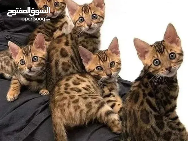 Bengal kittens