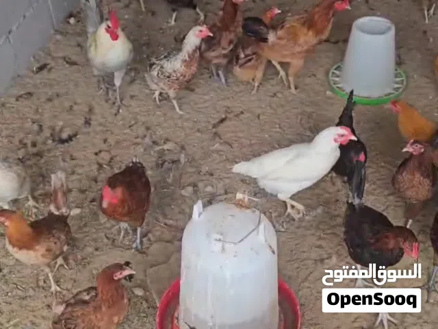 دجاج كلومبي وفيومي خشبي وفرنسي ابيض واحمر للبيع مكس