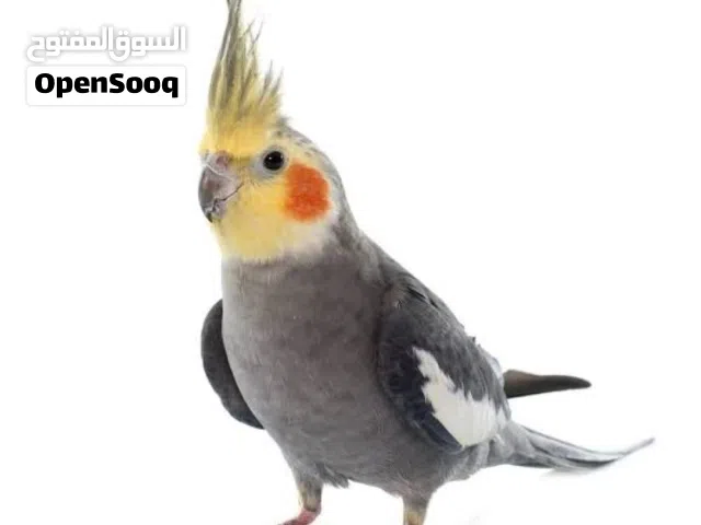 مطلوب ذكر كوكتيل