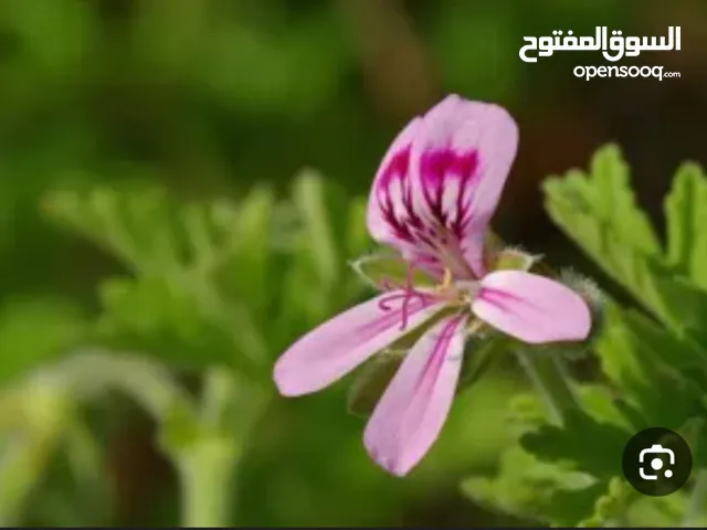ماء عطر درجة اولى