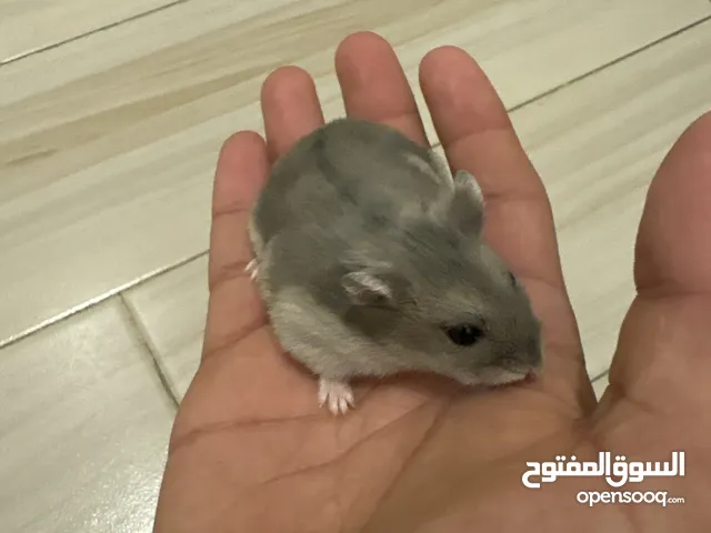 هامستر روسي نضيف