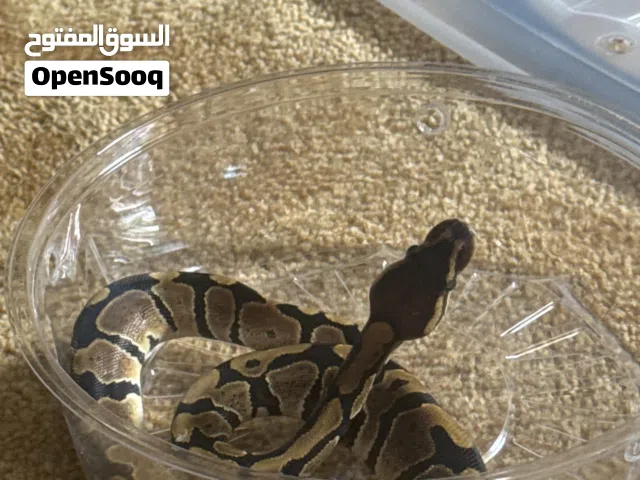 بول بايثون
