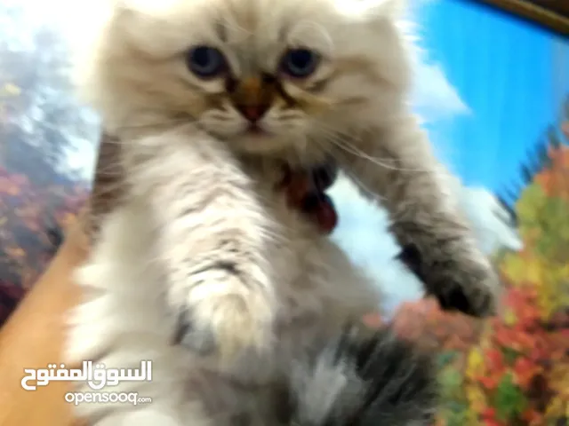 قطط مينى فيس