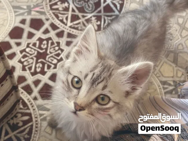 قط ذكر شيرازي/مكس ذو فراء كثيف ملفت للانتباه.