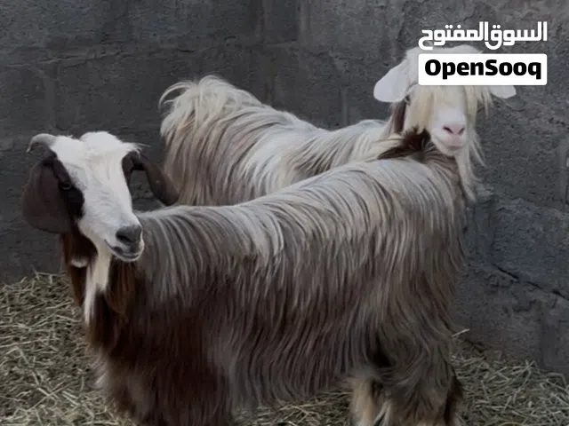 ما شاء الله حلال رحوب وسعيدي