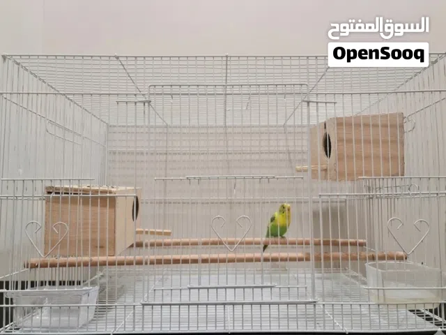 قفص طيور بحجم كبير كامل الملحقات مع عصفور بادجي نظيف ونشيط