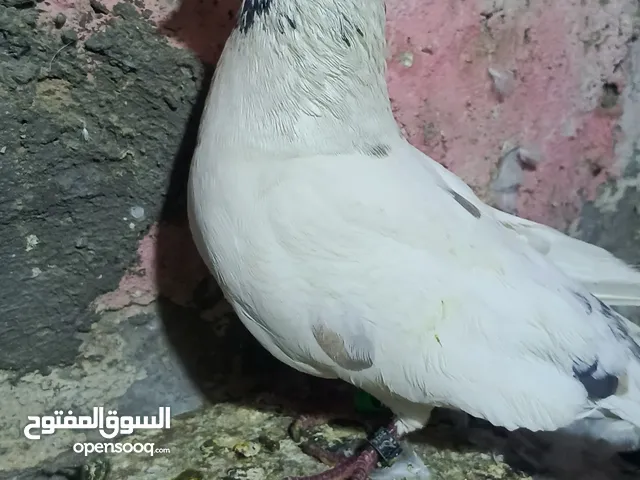 زوج حمام تور نثيه وفحل نضيفات فوب صحه