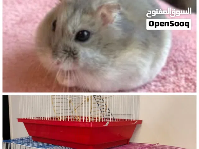 روسي في حلوان