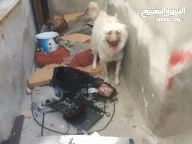 عمر ست شهور هاسكي ابيضامريكي