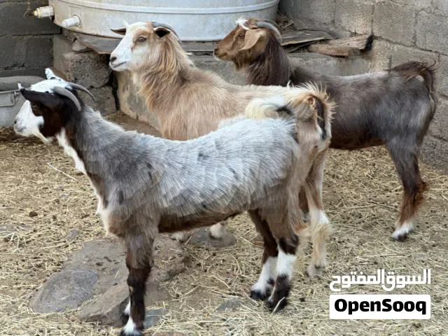 بكار عمانيات من حلال الرحوب حلال طيب للتربيه وللذبح كل شي سليم فيهن