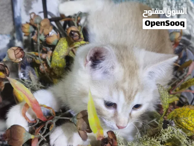 للتبني ثلاث قطط خوات أقرأ الوصف