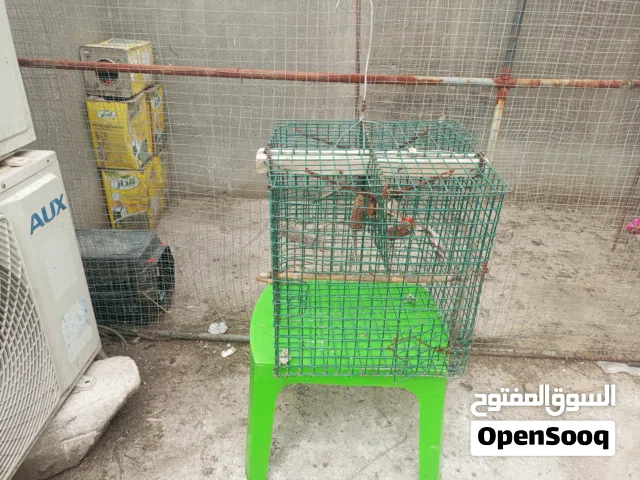 اقفاص للبيع حلوات