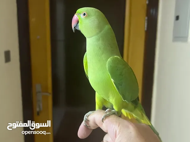 ببغاء الدرة
